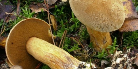 Kako zamrznuti pečurke od mahovine: korak po korak recepti sa fotografijama